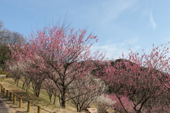 画像8